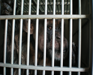 Jody in transport cage in trailer 6-10-08