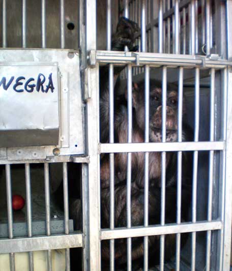 Negra in transport cage