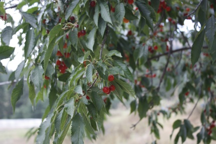 web-cherry-tree_mg_2871