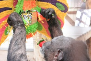 jody with pinata and strawberry