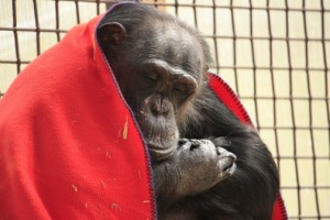 Negra sleeping with blanket
