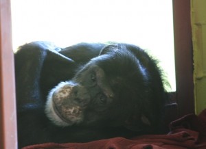 Burrito on blanket in front of window
