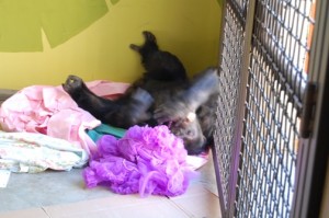 burrito nesting with tutu