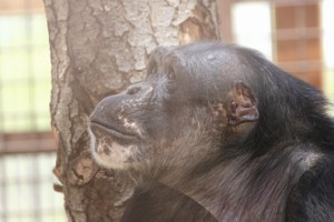 Negra looking up