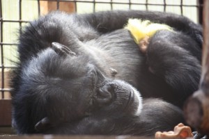 Foxie sleeping with troll doll