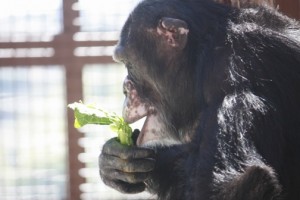 Burrito eating lettuce