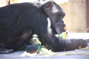 Jody lying down to eat lunch