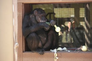 Missy eating onions from garden