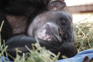 Negra smoosh face