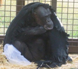 Negra with pirate blanket front view