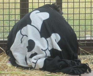 Negra in pirate blanket