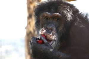 Burrito eating strawberries