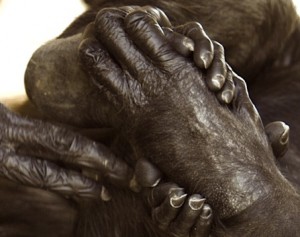 Hand and Feet