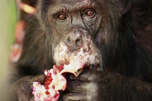 Burrito eating pomegranate