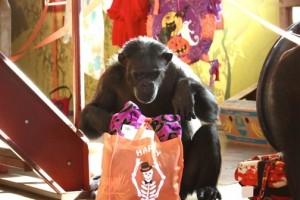 Foxie with Halloween bag