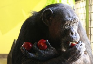 Jody with apples