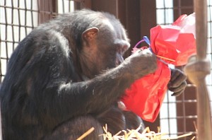 negra opening gift