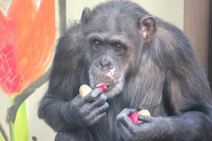 missy eating radishes and potatoes