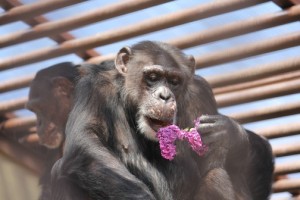 Missy with lilac flowers