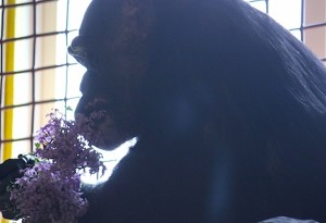 Negra eating lilacs