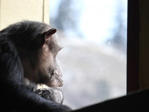Negra gazing outside