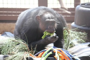 Negra mouth full of celery