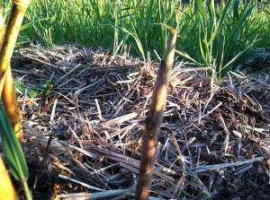 bamboo shoot