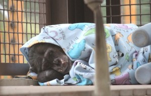 Missy under blanket