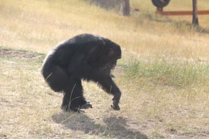 burrito foraging in grass