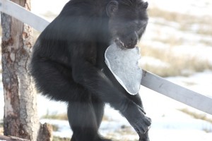 Missy carry ice in mouth