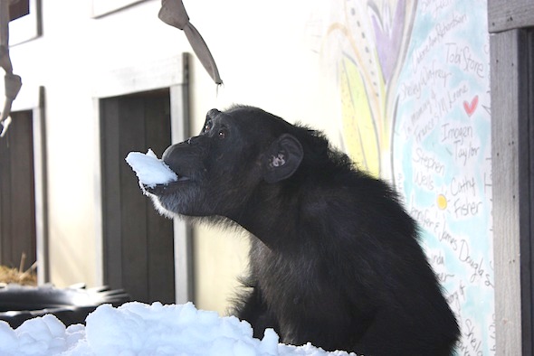 Foxie eating snow from tub 3