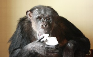 Negra eating snow
