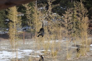Missy climbing bamboo