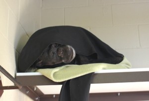 Negra under blanket in front room