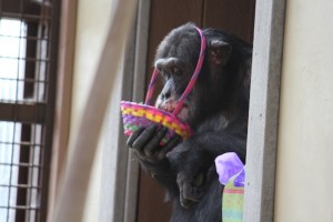 Burrito with easter basket
