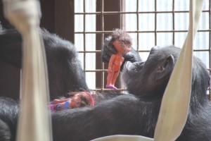 Foxie in greenhouse with dora dolls