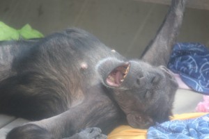 jody yawning