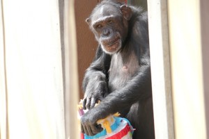 jamie opening pinata