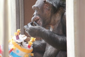 jamie eat nut from pinata