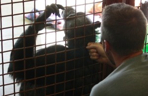 JB groom Negra's neck