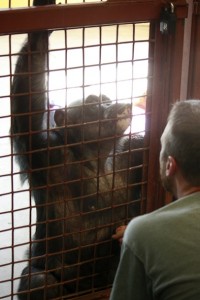 JB grooms Negra's belly