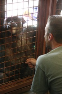 JB grooms Negra's belly 2