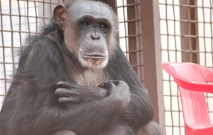 negra arms crossed after watching cabin construction