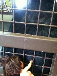 dora grooms foxie