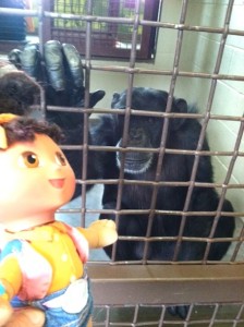 foxie choosing dora