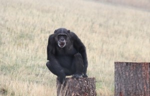 missy on stump