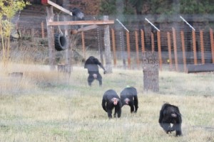troop of chimps on young's hill