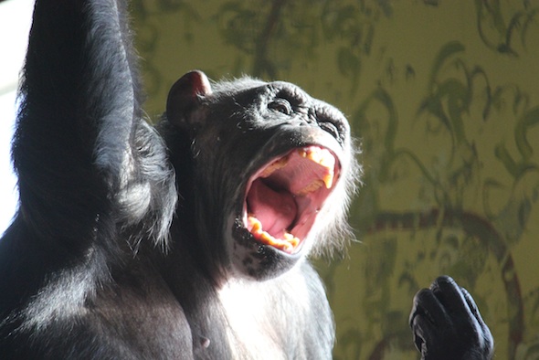 adult chimpanzee teeth