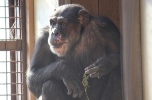 missy enjoy alfalfa in window sill
