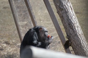 Negra eating tomato in cabin